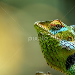 by Binoka Nadiranga - Uncategorized All Uncategorized
