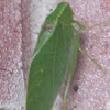 True Katydid