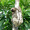 Preguiça-bentinho (Three-toed Sloth)