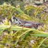 Red-legged Grasshopper