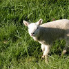 Lamb (sheep)