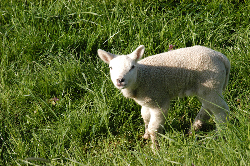 Lamb (sheep) Project Noah