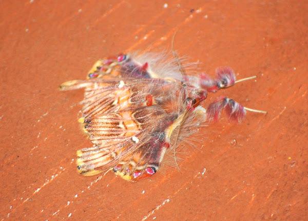 Walker's Moth | Project Noah