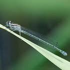 Blue tail (Female lilac form)