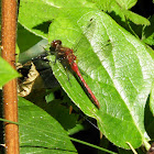 Variegated Medowhawk dragonfly