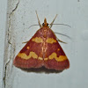 Coffee-loving pyrausta moth