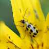 Spotted Cucumber Beetle