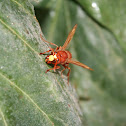 Red bee on a leaf