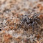 Jumping spider