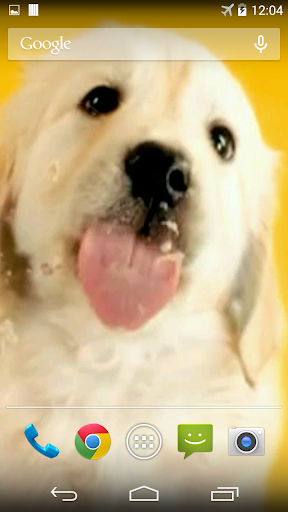 Puppy Licks Screen