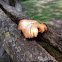 Bracket wood fungi