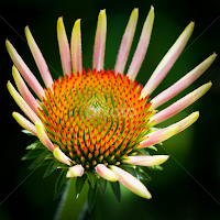 Cone Flower by Andrew Lawlor - Flowers Single Flower