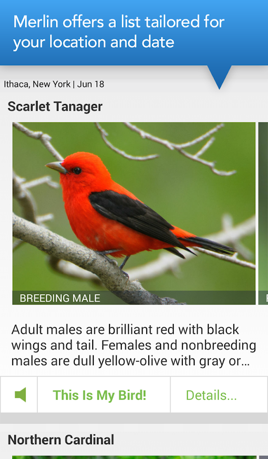 Merlin Bird ID By Cornell Lab Android Apps on Google Play