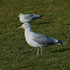 American Herring Gull