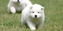 Samoyed Puzzle APK
