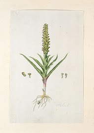 Corycium orobanchoides (L.f.) Swartz