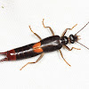 Earwig