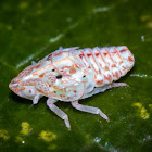 Nymph Planthopper