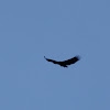 yellow vulture
