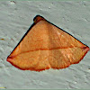 Autoba Noctuid Moth