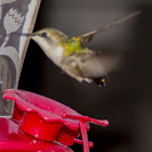 Ruby-throated humming bird female