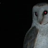 White-Breasted Barn Owl