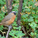 Nilgiri Laughing Thrush