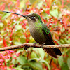 Maginificent hummingbird (female)