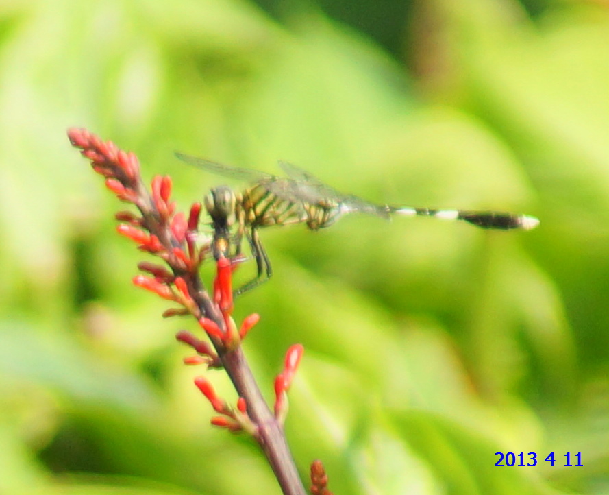 Green Marsh Hawk Dragonfly