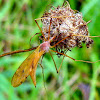 Crane Fly (female)