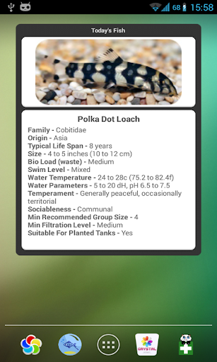 Tropical Fish Widget