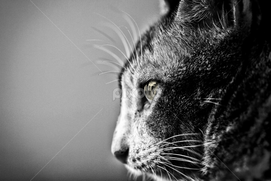 Cat by Fatriyanto Mooduto - Uncategorized All Uncategorized