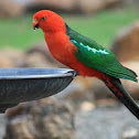 Australian King-Parrot 