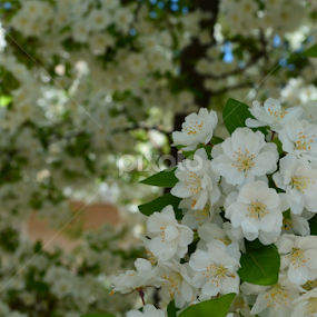 White Buds by Selah Madland - Flowers Flowers 2011-2013