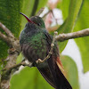 Rufous-tailed Hummingbird