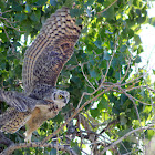 Great Horned Owl