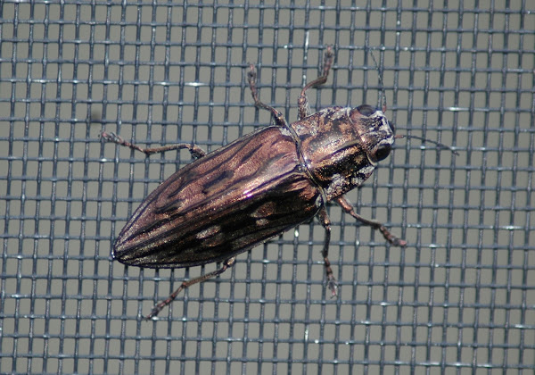 Metallic Wood Borer Beetle  Project Noah