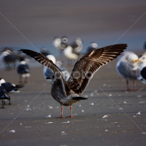 Flap Away by Blake Coln - Animals Birds