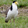 Spur winged Plover