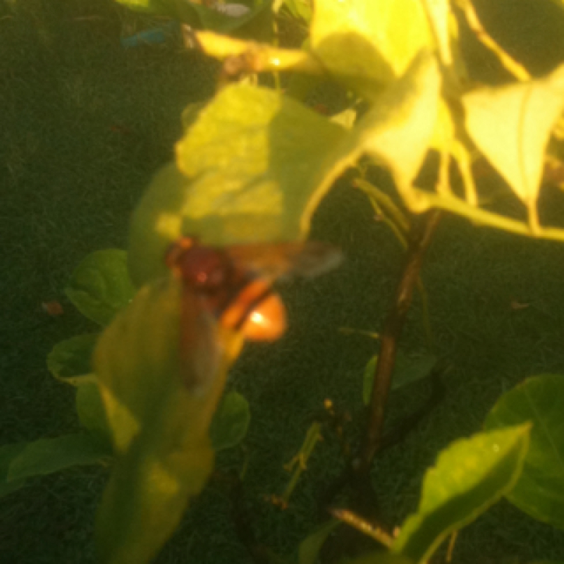 European hornet mimic fly