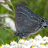 Banded Hairstreak Butterfly