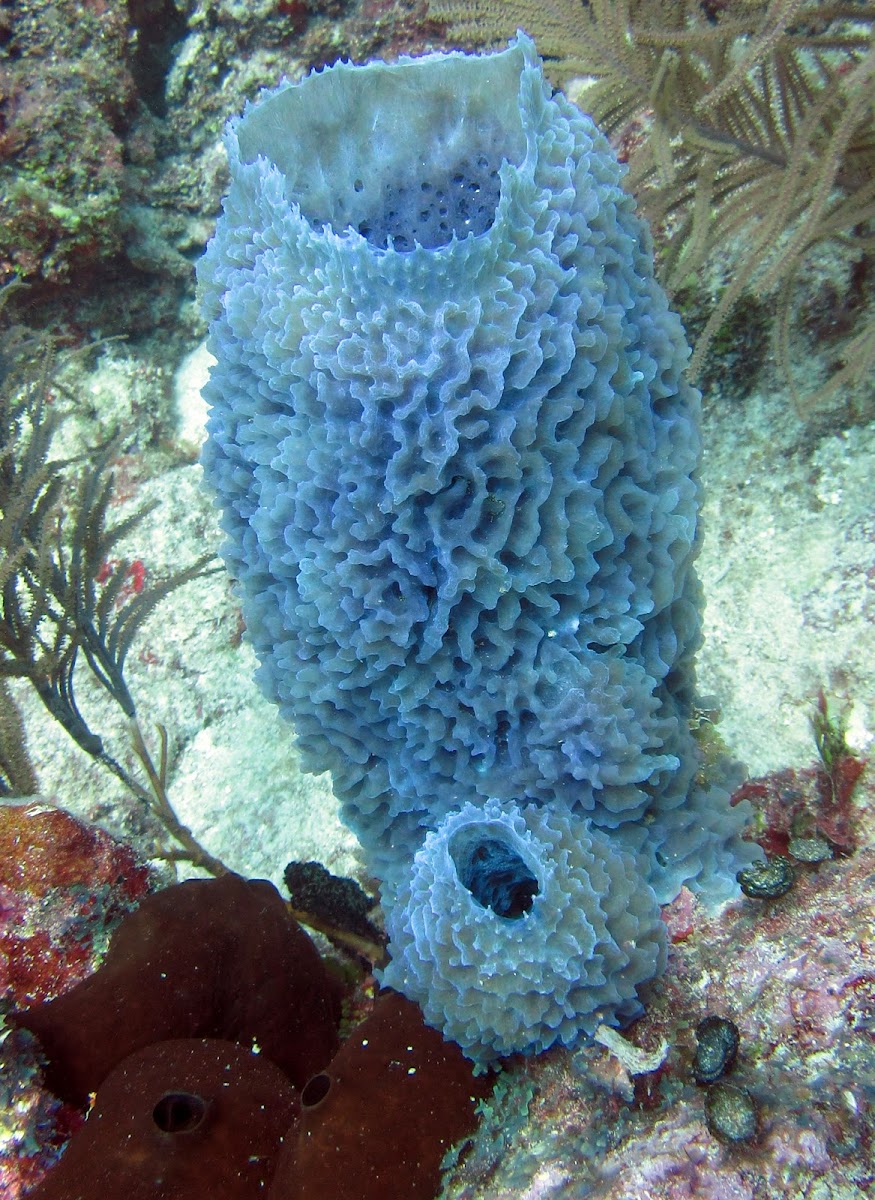 Azure Vase Sponge