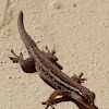 Cape Dwarf Day Gecko