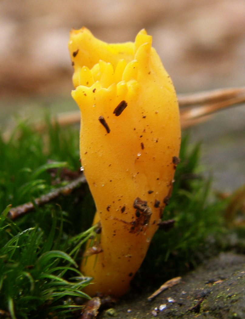 Yellow staghorn fungus