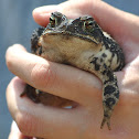 Gulf Coast Toad