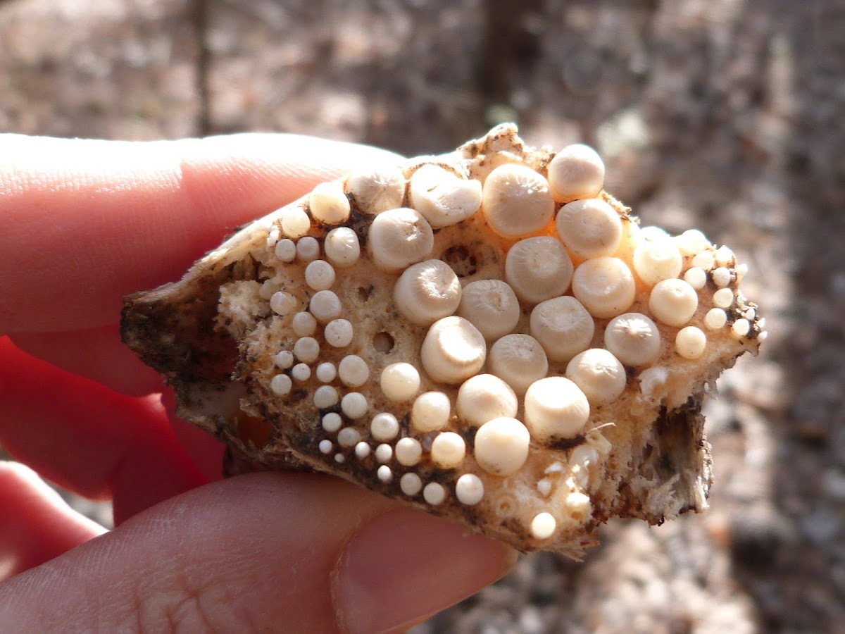 Freshwater drum (Pharyngeal teeth) Project Noah