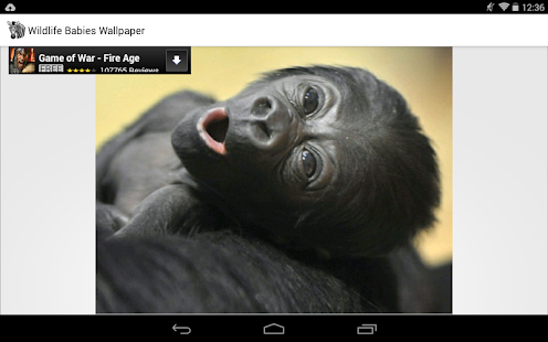 Wildlife Babies Wallpaper Screenshots 3