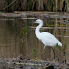 Snowy Egret