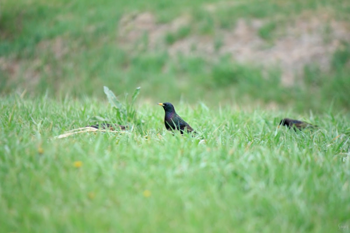 European Starling