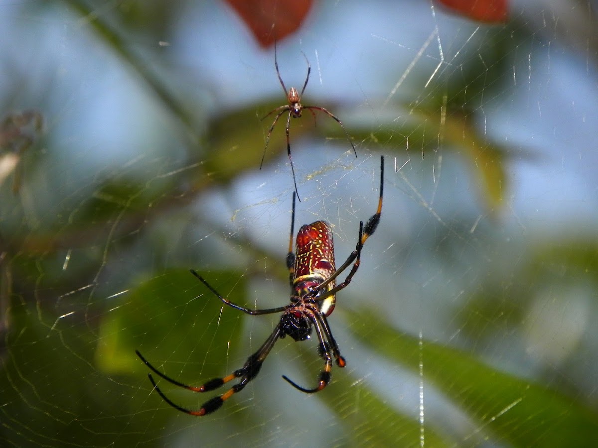 Golden Silk Orbweaver Spider